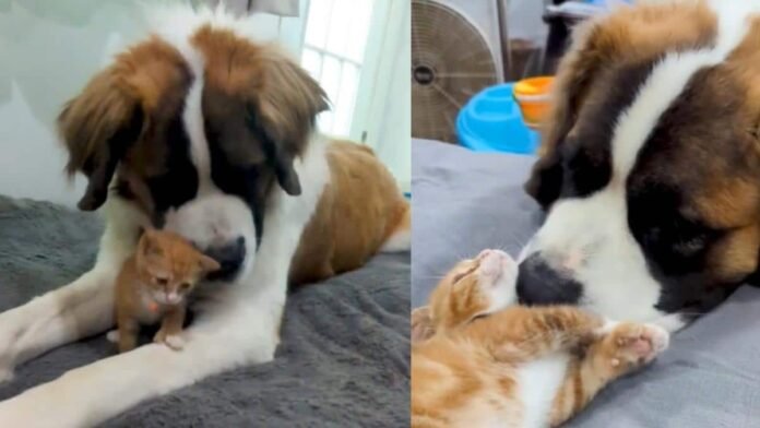 Ce chaton secouru rencontre le chien Saint-Bernard de la famille, sa réaction est émouvante