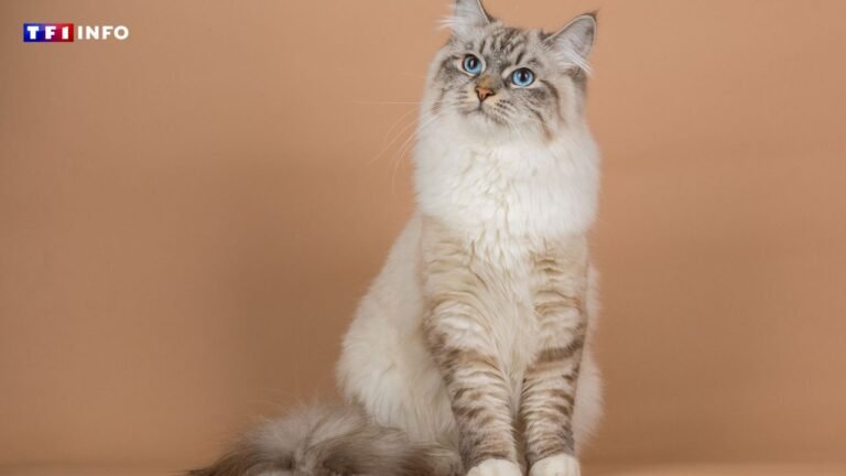 This surprising information to know before adopting a Siberian cat

