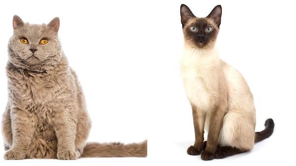 Top 10 most beautiful cat breeds according to this study