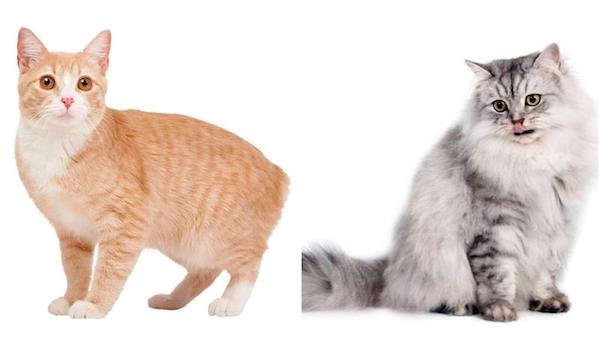 Top 10 most beautiful cat breeds according to this study