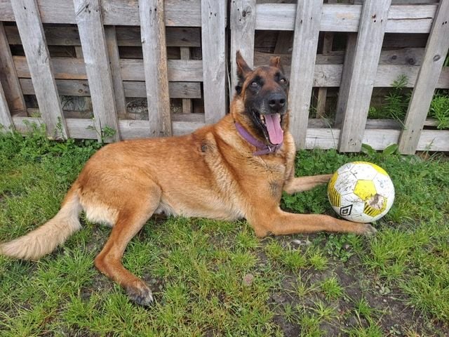 12-year-old Malinois, released from abuse 