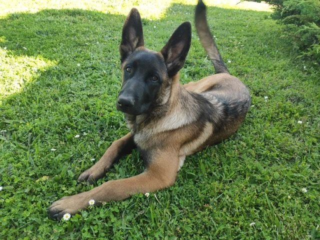 Young malinois looking for adoptive family, contact les4pattounes@gmail.com