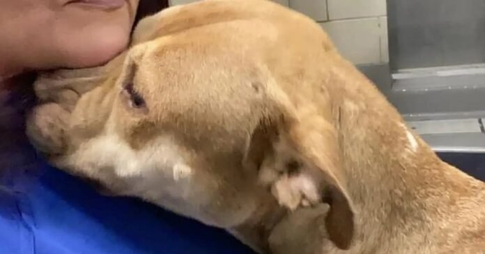 Shelter Dog rescued from neglect and ignored because of her looks Lovingly crushes everyone she meets

