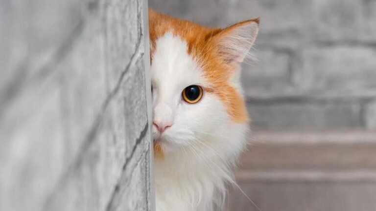 3 astuces magiques pour gagner facilement la confiance de vos chats