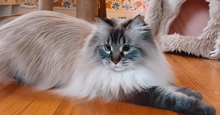 This cat brightens up his lover's daily life thanks to his dancing skills (video)

