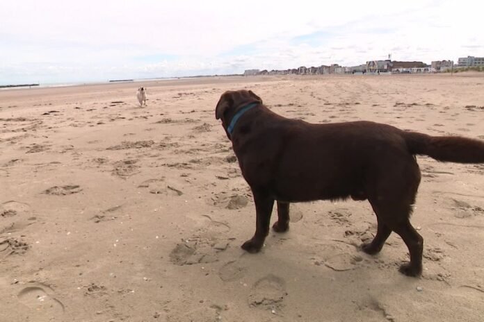 dogs on the beaches this summer what are the rules?

