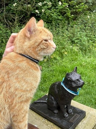 Illustration of the article: This red cat loves to visit the memorial of a famous cat in his town and unknowingly takes over from him