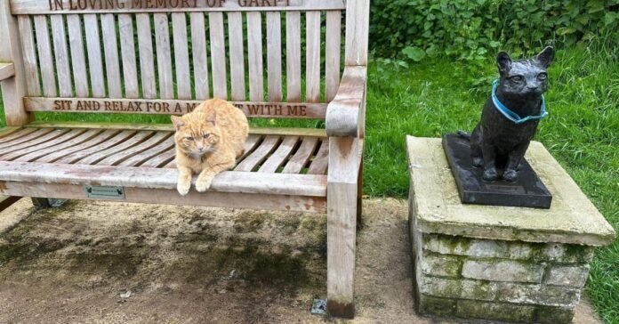 This red cat loves to visit the memorial of a famous cat in his town and unknowingly takes over from him

