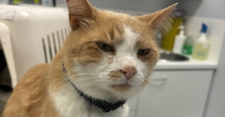 Students come together to help Sylvester, a cat who visited them on campus before he fell ill

