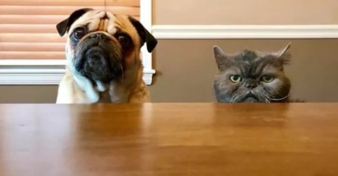 16 pictures of cats or dogs that will definitely make you smile

