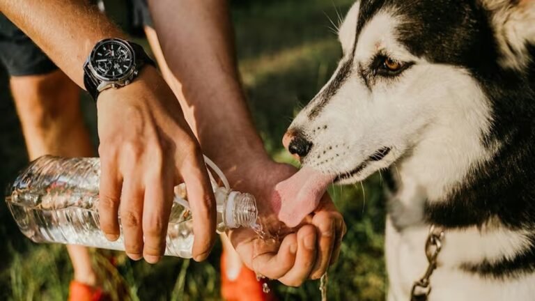 8 gestes à adopter pour rafraîchir votre animal quand il fait chaud et les erreurs à bannir