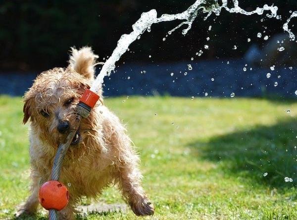 8 things to do to cool your pet when it's hot and bugs to avoid