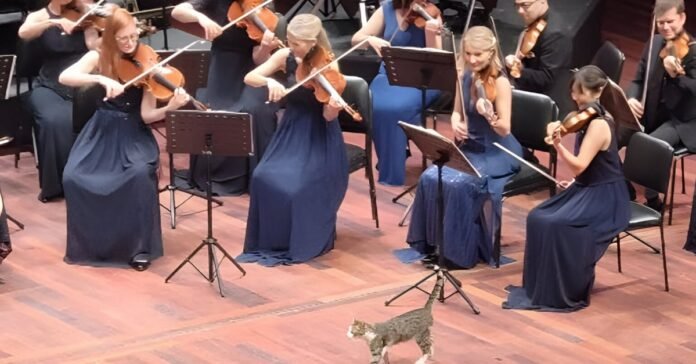 A stray cat steals the show from musicians at a classical music concert (video)

