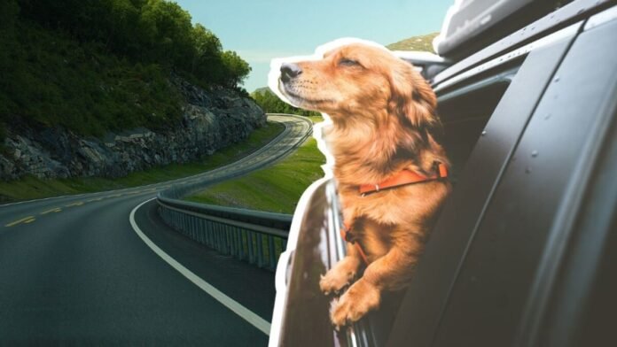 How to travel peacefully with your dog by car

