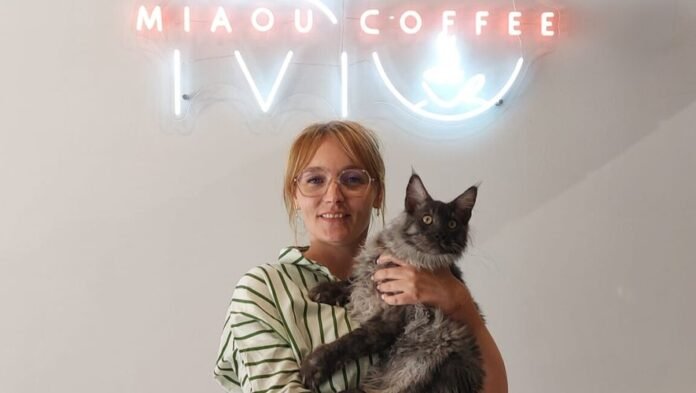 Miaou Coffee, the first cat bar in Béziers, will soon open its doors

