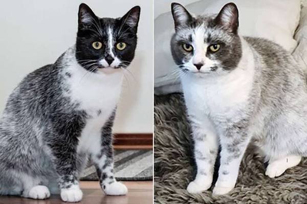 New coat color in Finnish cats emerges after genetic mutation, experts say