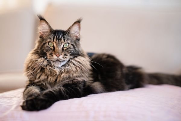 The 5 most devoted cat breeds in the world
