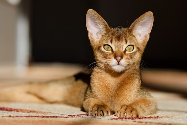 The 5 most devoted cat breeds in the world
