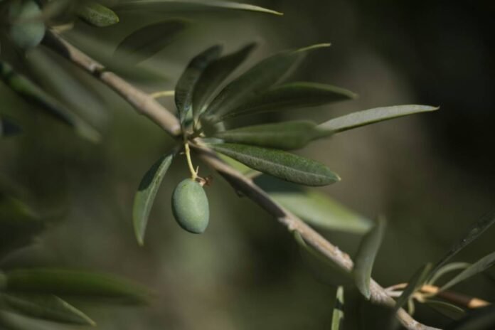  The olive oil sector in search of solutions to climate change - 27/06/2024 at  11:53


