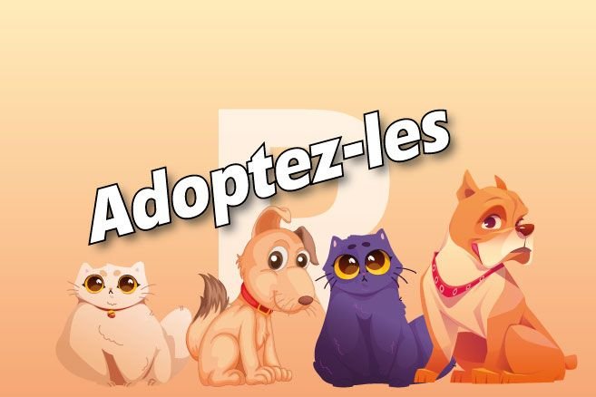 These dogs and cats are waiting at Nargi's shelter: Discover the portraits of Jolie, Scotty, Honey, Havane Loki, Cocaine, Jasmine, Zumba, Zoom, Zazou and Velvet

