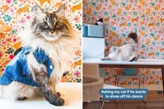 Illustration of the article: This cat lights up his lover's everyday life thanks to his dancing talents (video)