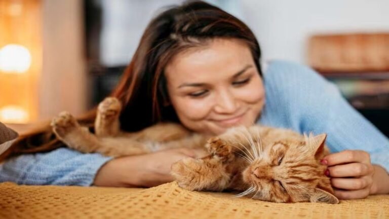 Les races de chats les plus fidèles : ils n’abandonnent généralement pas leurs propriétaires