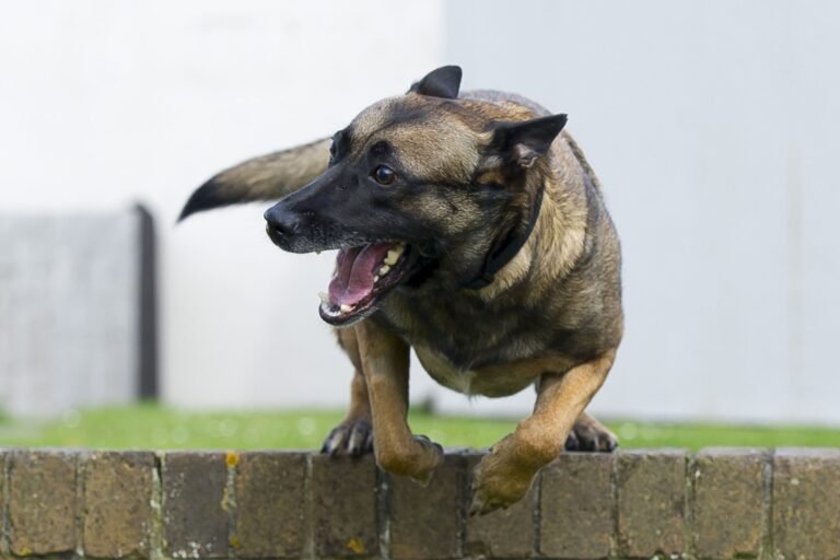 why shelters and associations find themselves managing so many Malinois

