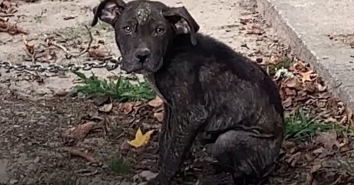 A neglected puppy permanently chained outside finds the joy of living thanks to an association


