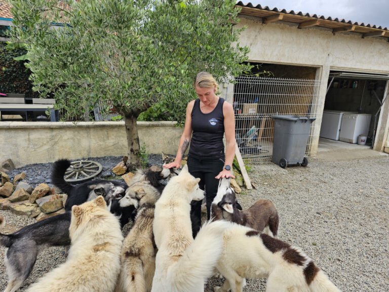 With her pack of huskies, Tiphaine offers a wealth of activities in the Vendée

