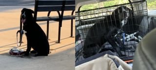 Article illustration: The sad look of a shelter dog discovered tied to a public bench calls out a visitor who had no intention of adopting (video)