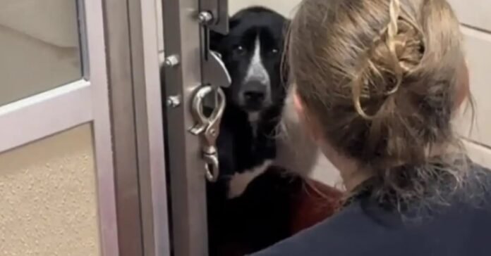 The sad look of a shelter dog discovered tied to a public bench calls out a visitor who had no intention of adopting (video)

