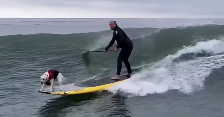 This garden-loving service dog has an undeniable talent for surfing (video)


