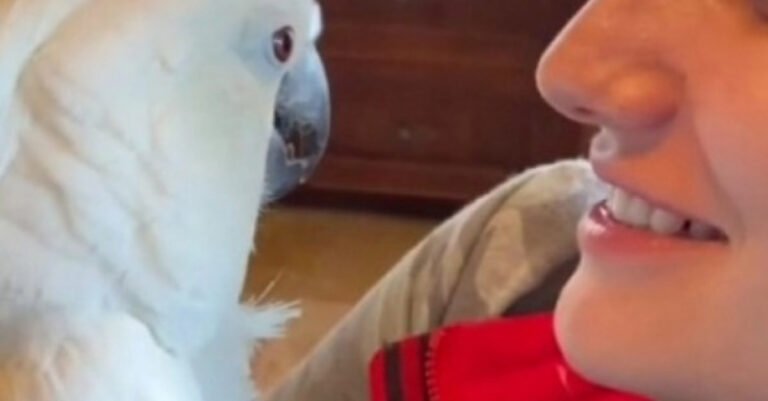 When a new puppy arrives at his family, a parrot expresses its joy by sending him a tender 