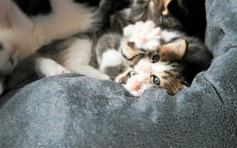 In addition to her twelve cats, Isabelle Coullaré recently took in a litter of five kittens with their mother.  However, she hired a pet sitter to look after them while she was away.