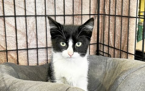 In order to adopt a cat or kitten from the Les Puces association, potential adopters must fill out a detailed questionnaire and sign an adoption contract.