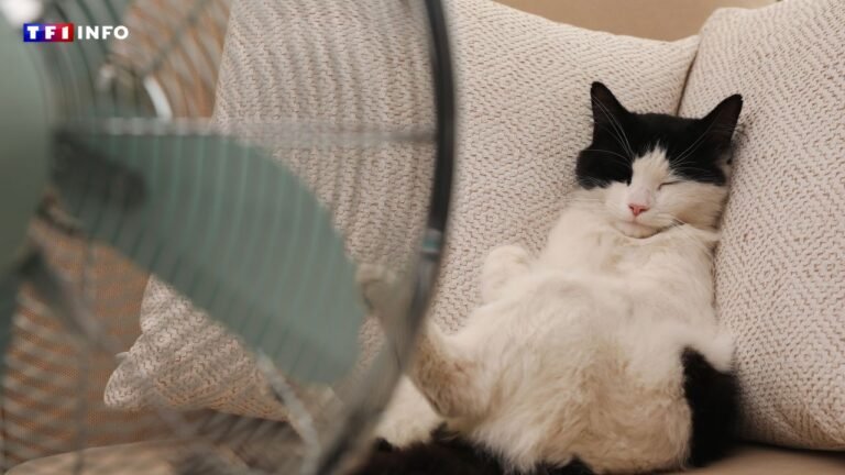 Don't forget these simple steps to protect your cat from extreme heat

