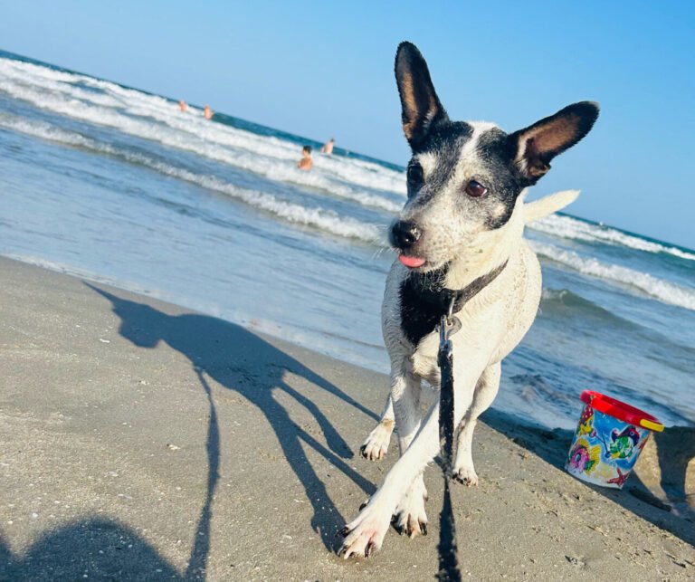  Holidays: hundreds of beaches off-limits to dogs this summer?  Rules for walking with your pet

