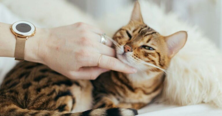 If your cat is purring, it is probably to manipulate you

