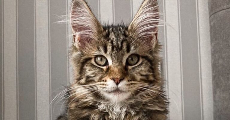 Mesmerized by a humidifier, this Maine Coon enjoys a moment of relaxation in the mist (video)

