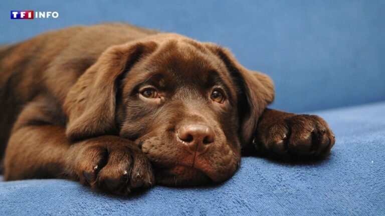 Sensory deprivation syndrome: these signs that should alert dog owners

