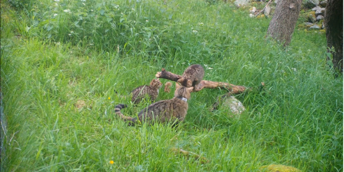 The birth of adorable Scottish kittens is good news for the species

