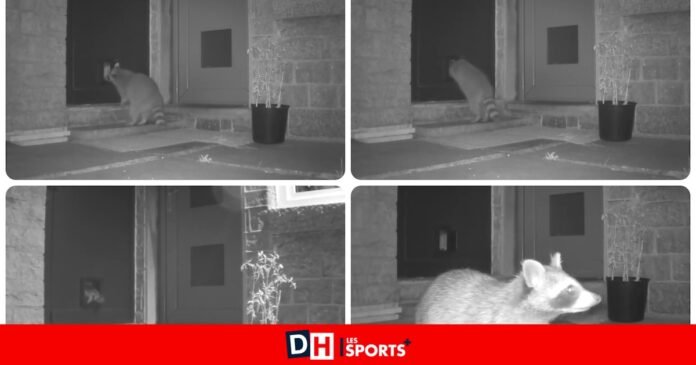 The raccoon enters its house through the cat's limb: 