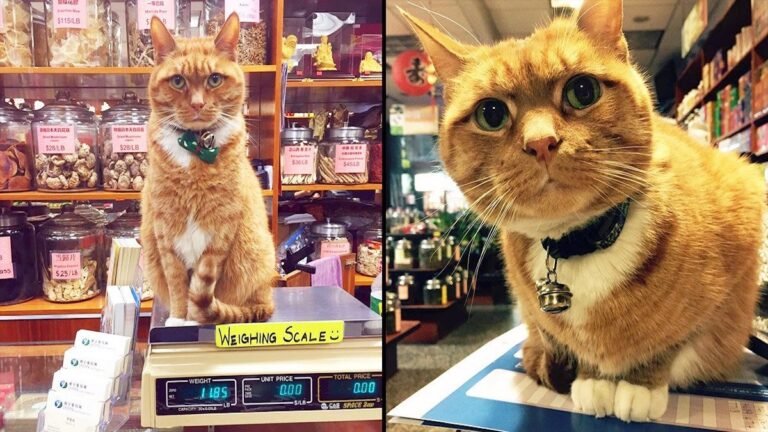 Ce chat prend sa retraite après avoir travaillé durant 9 ans comme responsable de magasin