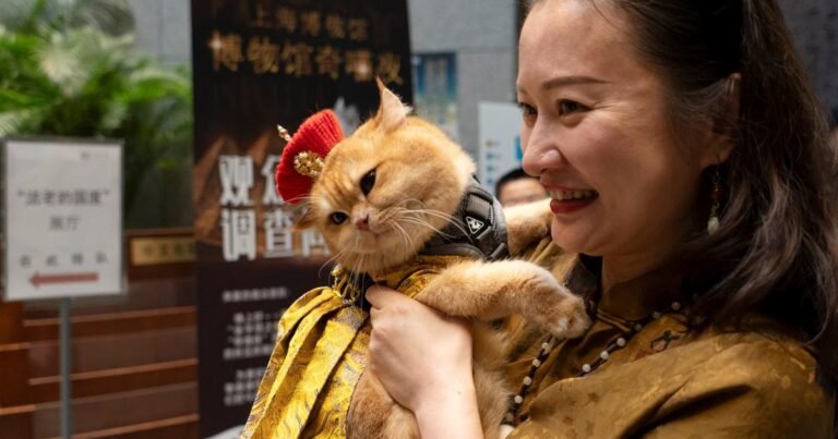 cats welcomed for a night at the museum in Shanghai

