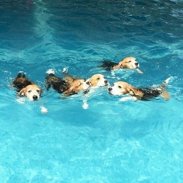 Powerful Beagle: an exciting swimming competition with these incredible dogs