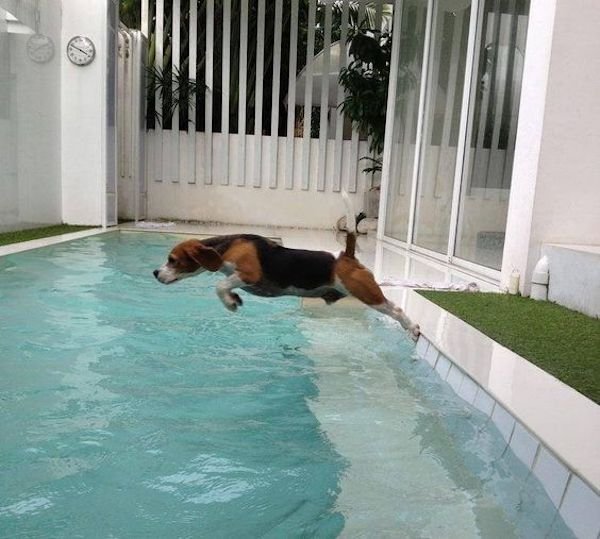 Powerful Beagle: an exciting swimming competition with these incredible dogs