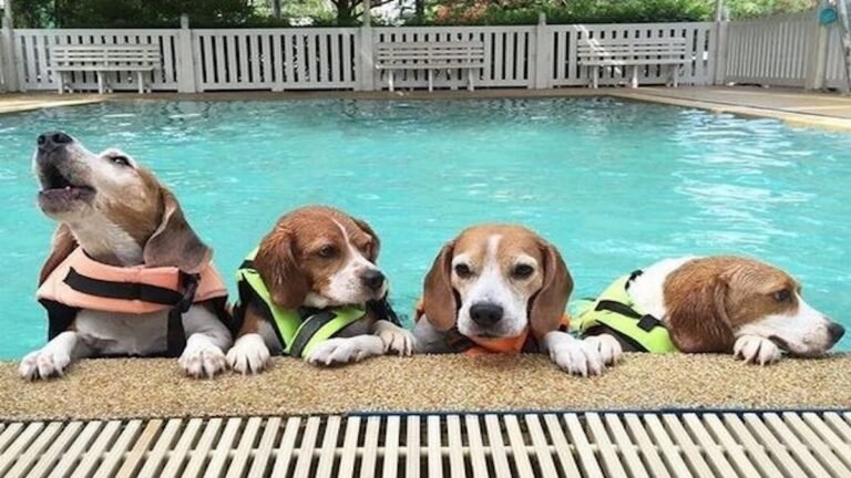 Puissant Beagle : une compétition de natation passionnante à laquelle participent ces incroyables chiens