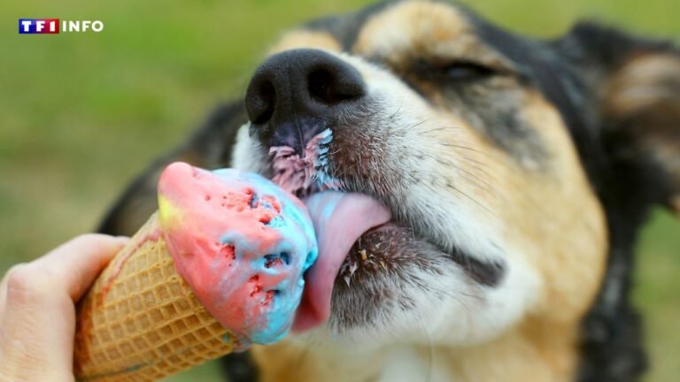 Is ice cream toxic to dogs?

