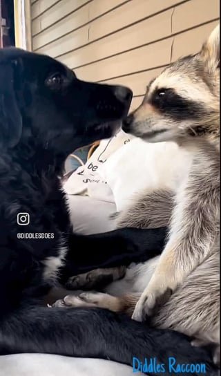 Illustration of the article: The innocent appearance of this dog and this raccoon after a small mistake says a lot about their involvement (video)