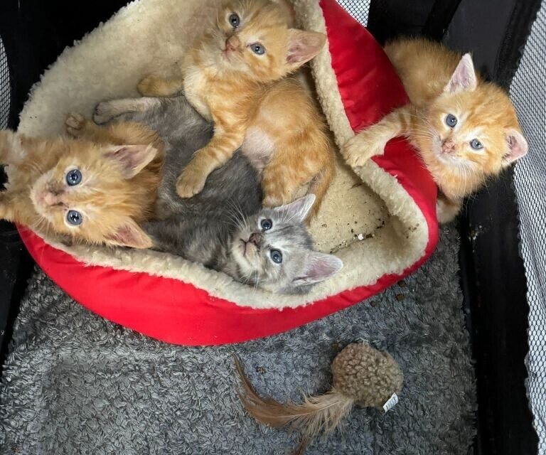 All four kittens were adopted.